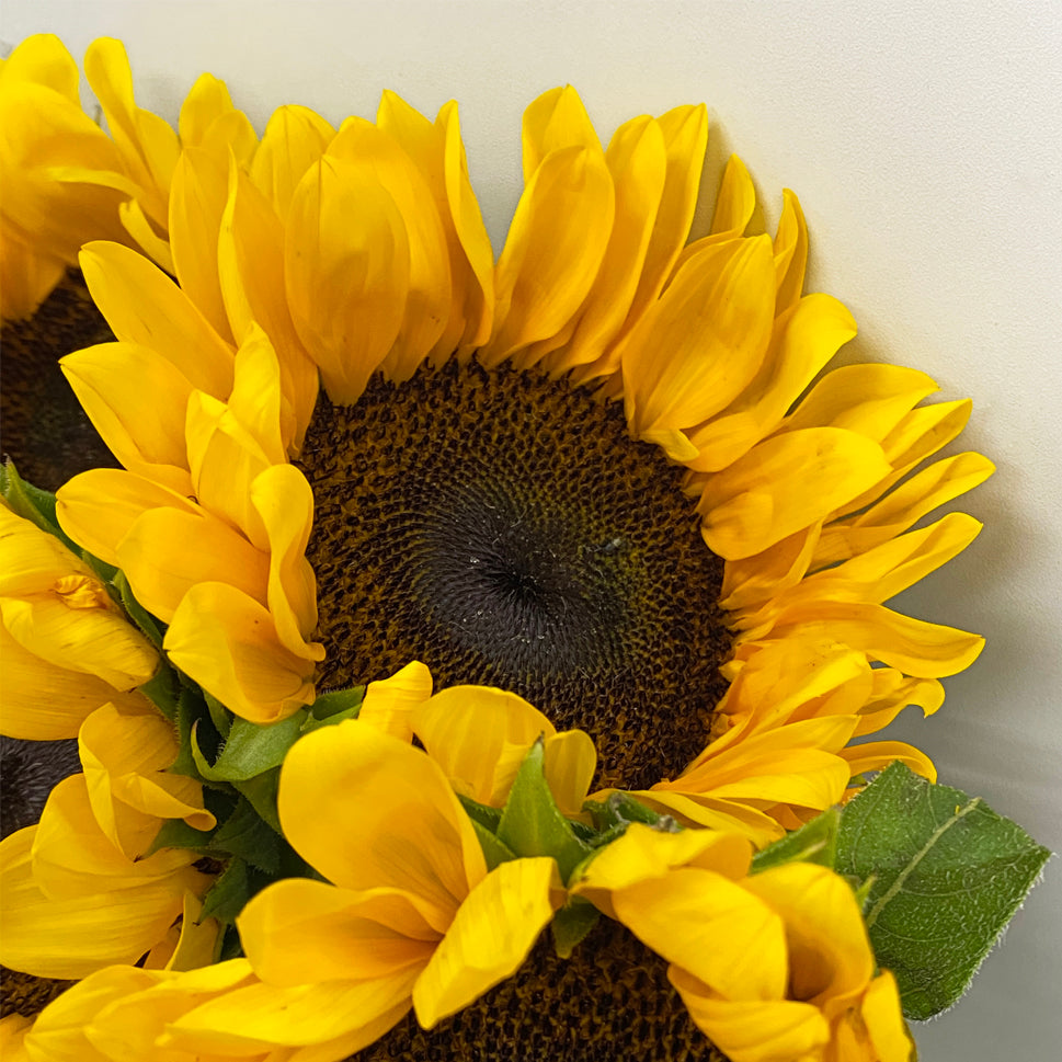 Sunflower - Taiwan
