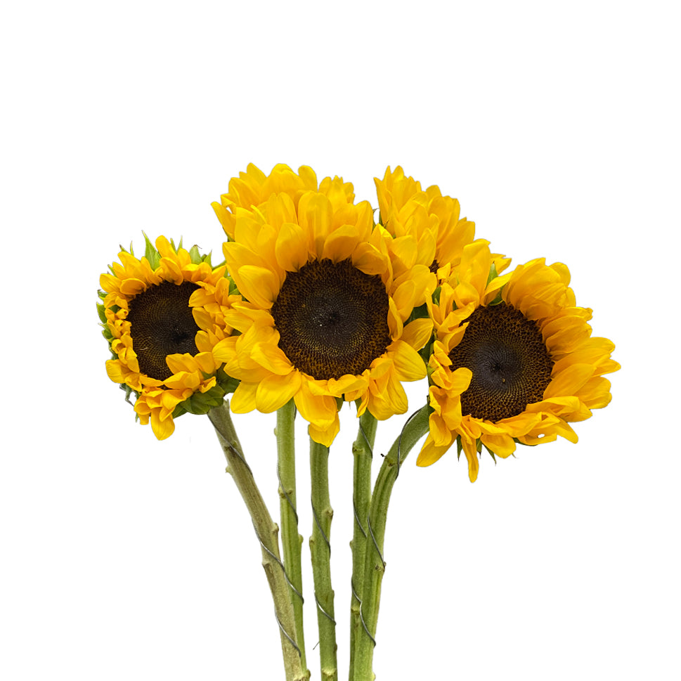 Sunflower - Taiwan