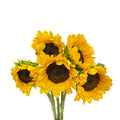 Sunflower - Taiwan