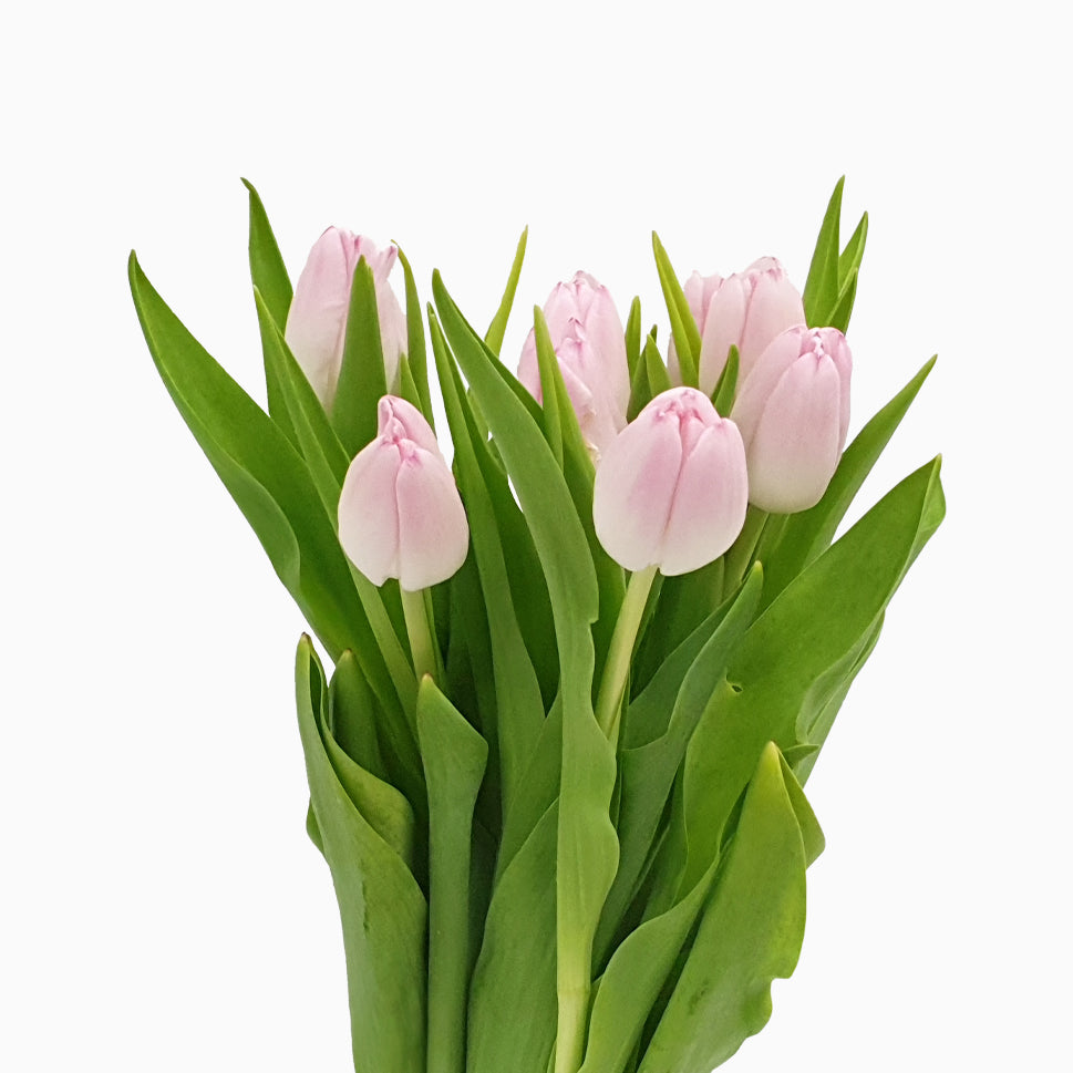 Tulip - Holland