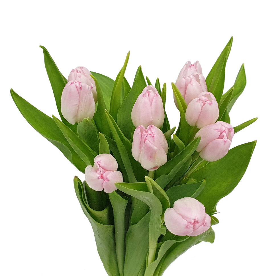 Tulip - Holland