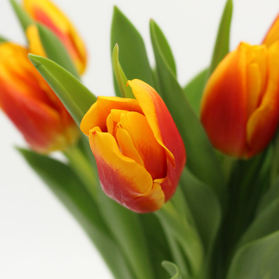 Tulip - Holland