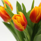 Tulip - Holland