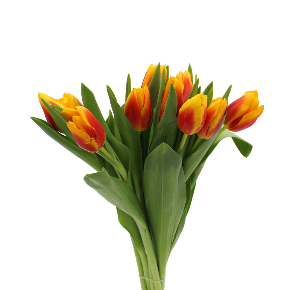 Tulip - Holland