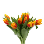 Tulip - Holland