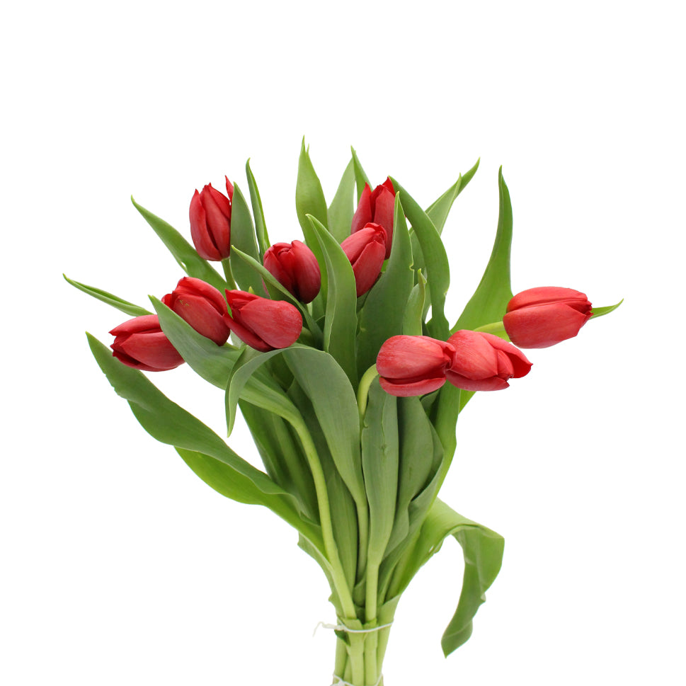 Tulip - Holland