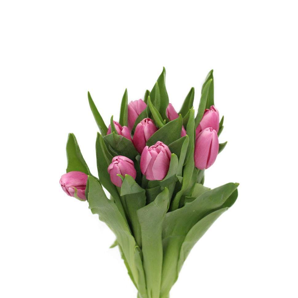 Tulip - Holland
