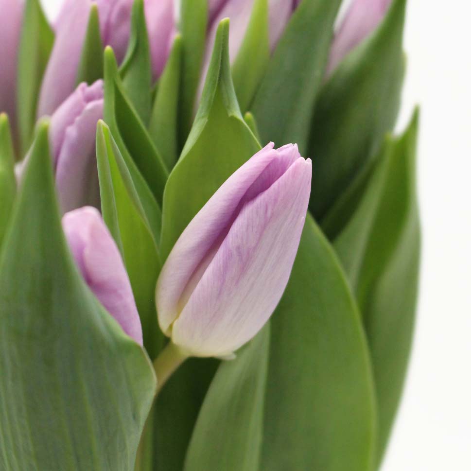 Tulip - Holland