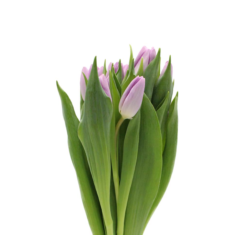 Tulip - Holland