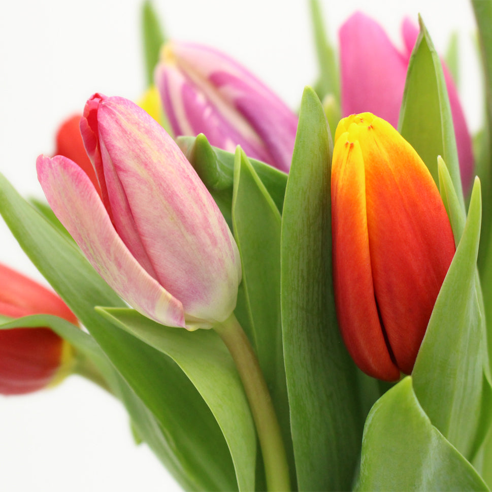 Tulip - Holland