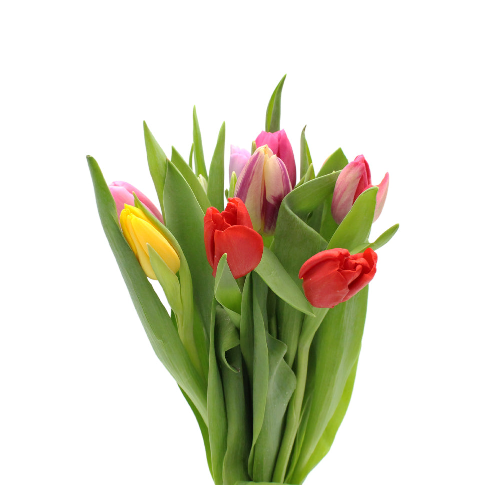 Tulip - Holland