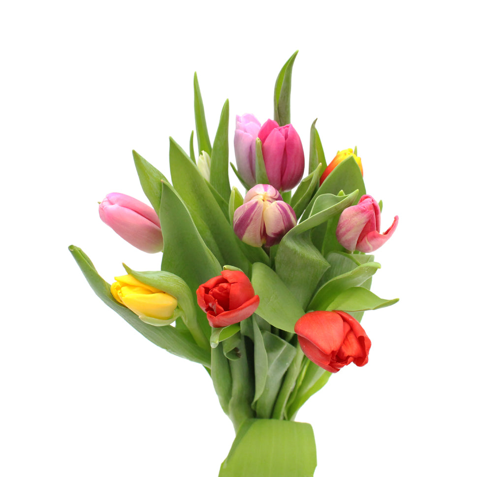 Tulip - Holland