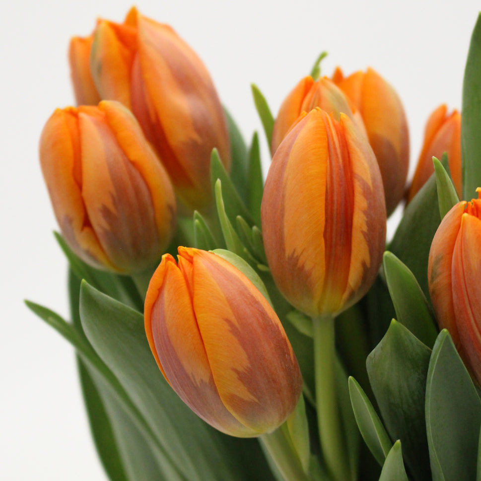 Tulip - Holland