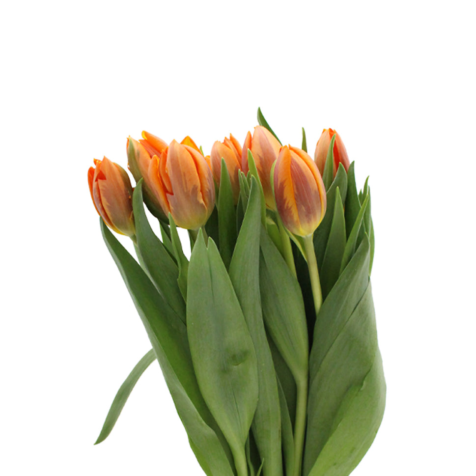 Tulip - Holland