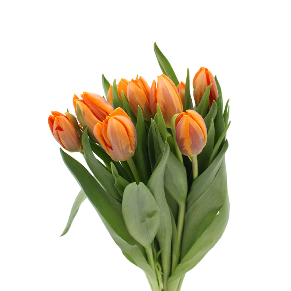 Tulip - Holland