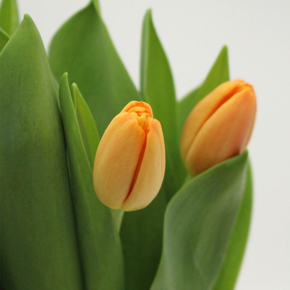 Tulip - Holland