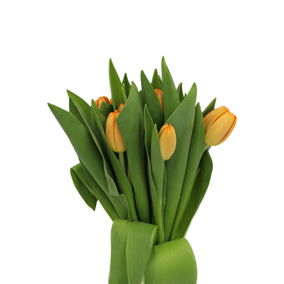 Tulip - Holland