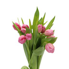Tulip - Holland