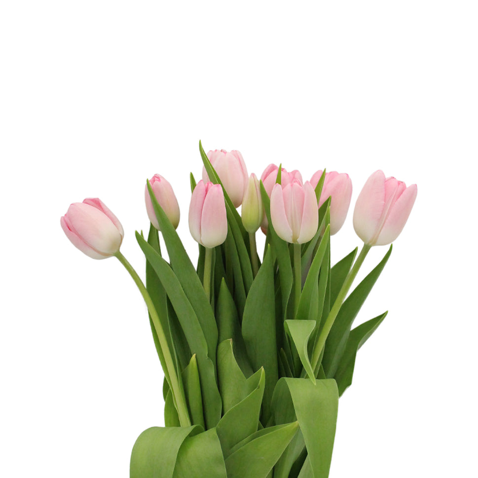 Tulip - Holland