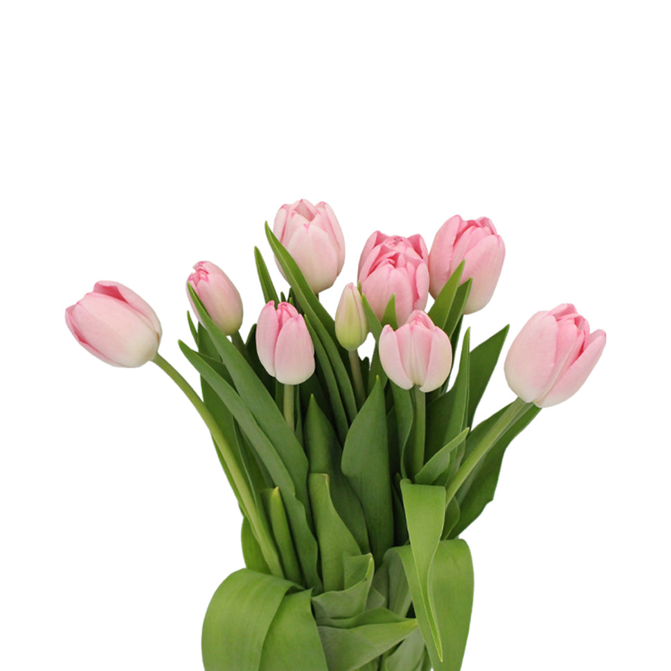 Tulip - Holland