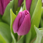 Tulip - Holland