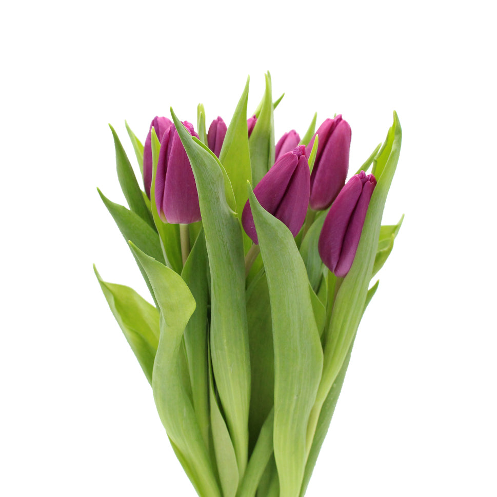 Tulip - Holland