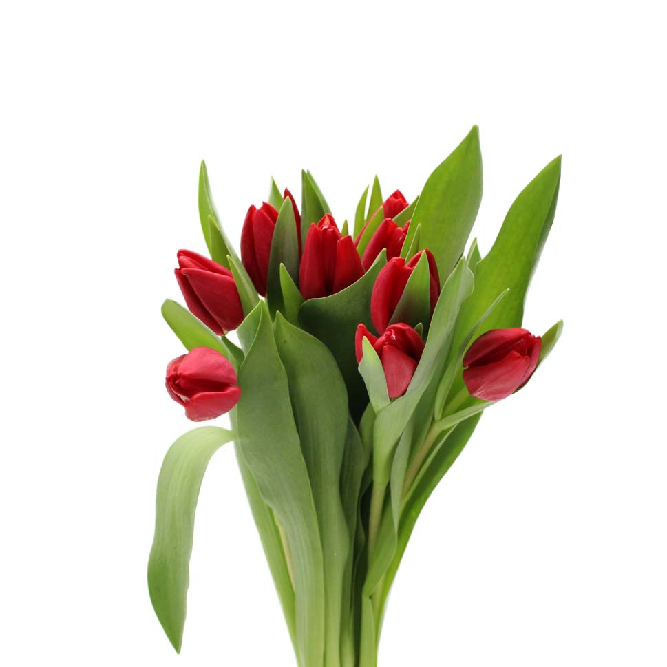 Tulip - Holland