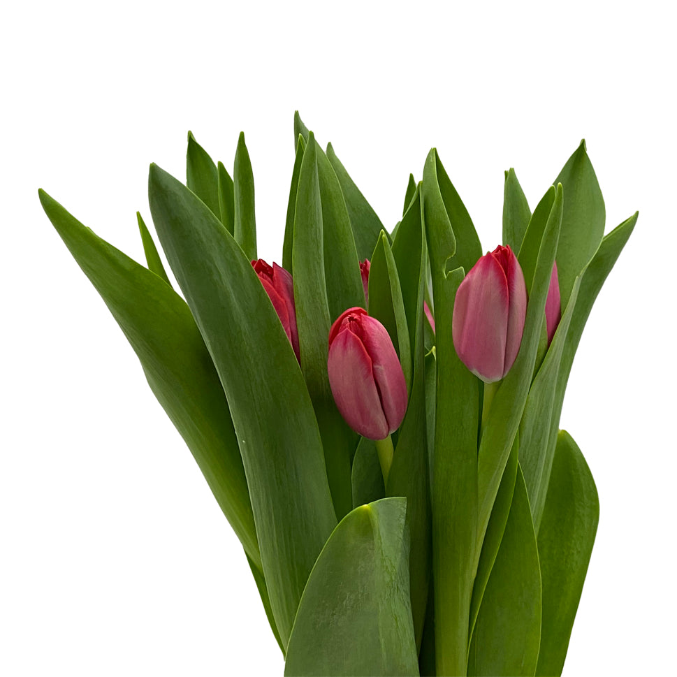 Tulip - Holland