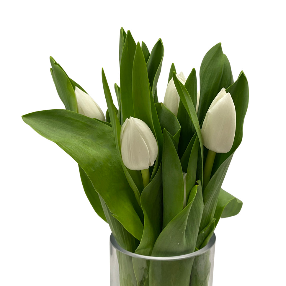 Tulip - Holland