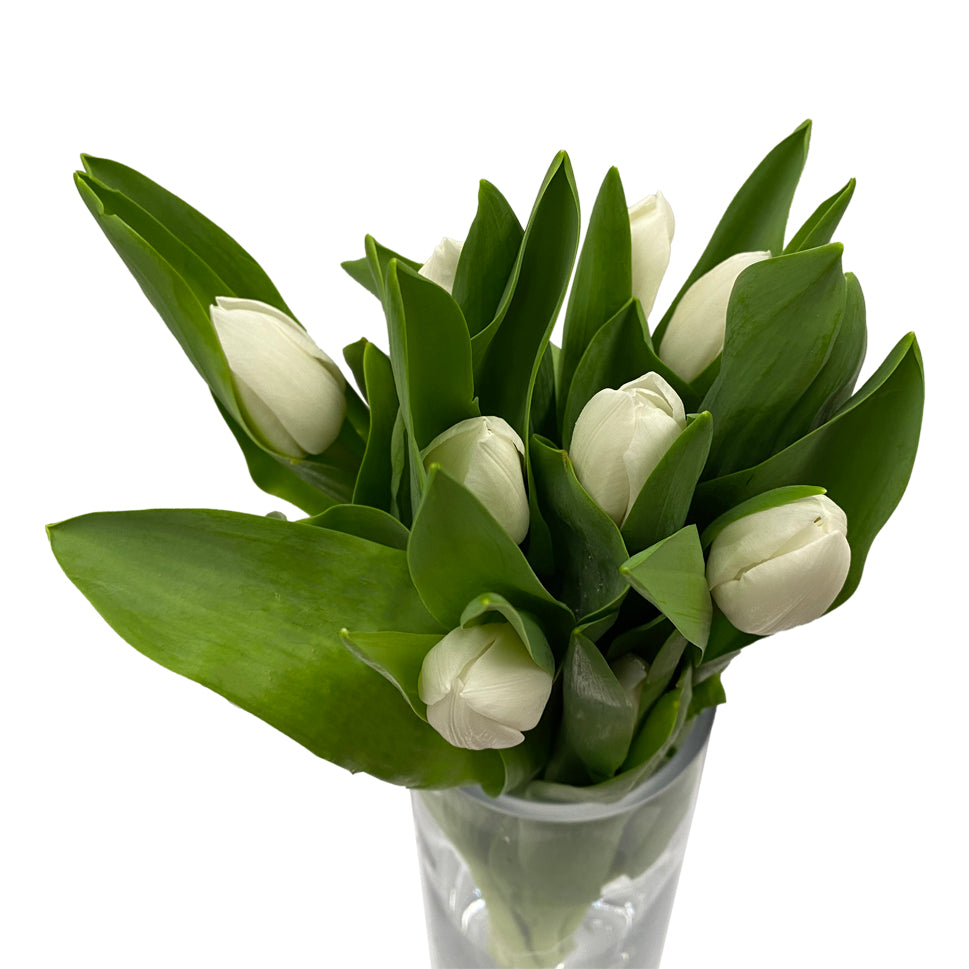 Tulip - Holland
