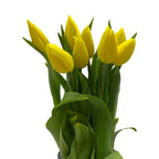 Tulip - Holland