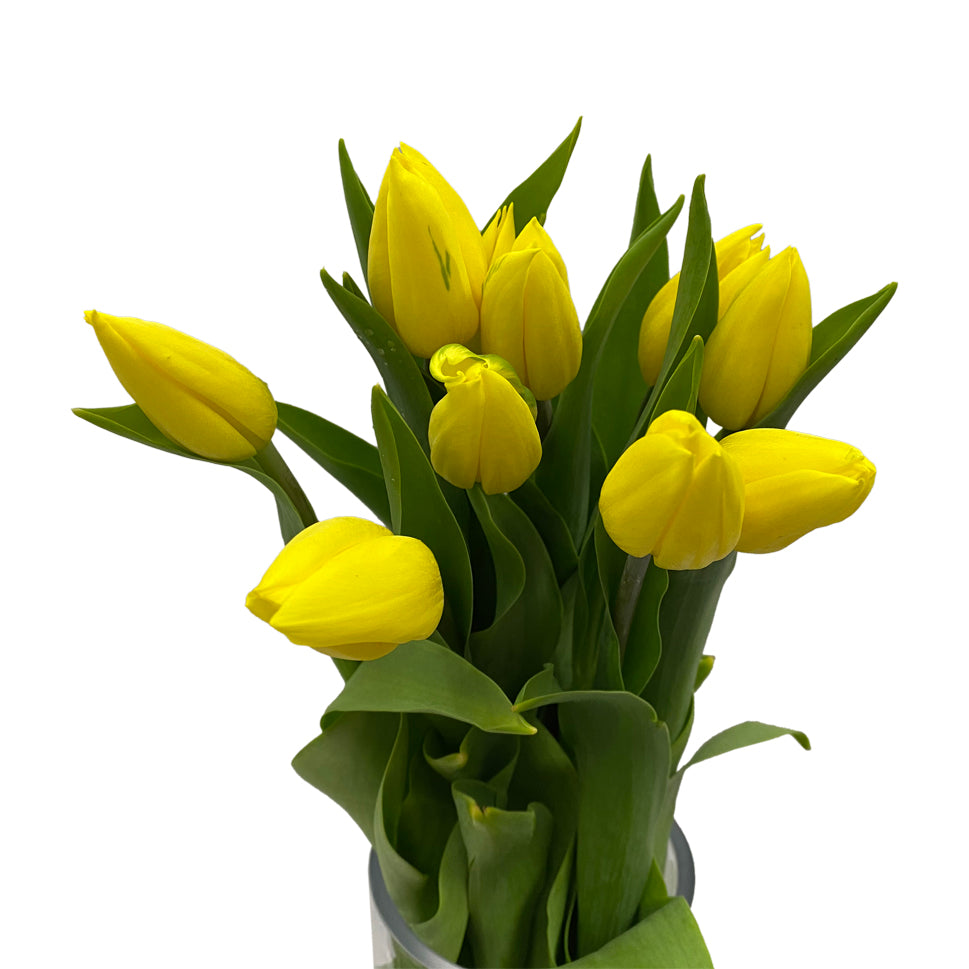 Tulip - Holland