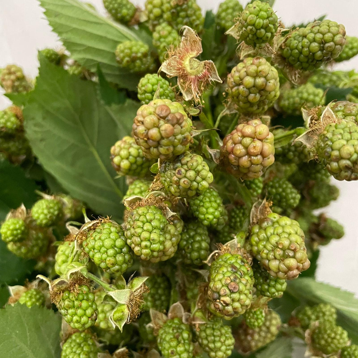 Blackberries - Italy
