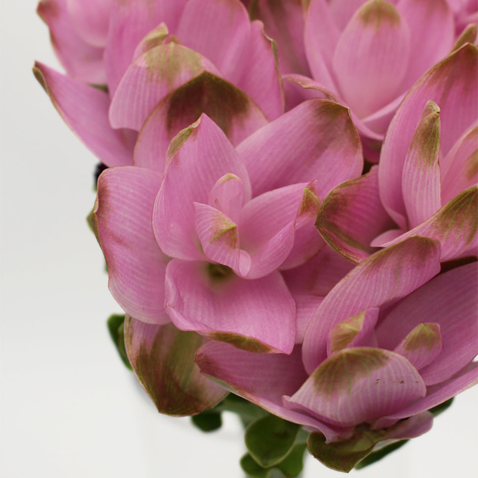 Curcuma - Thailand