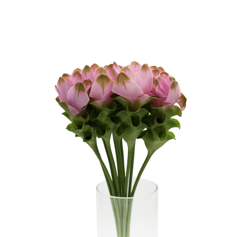 Curcuma - Thailand