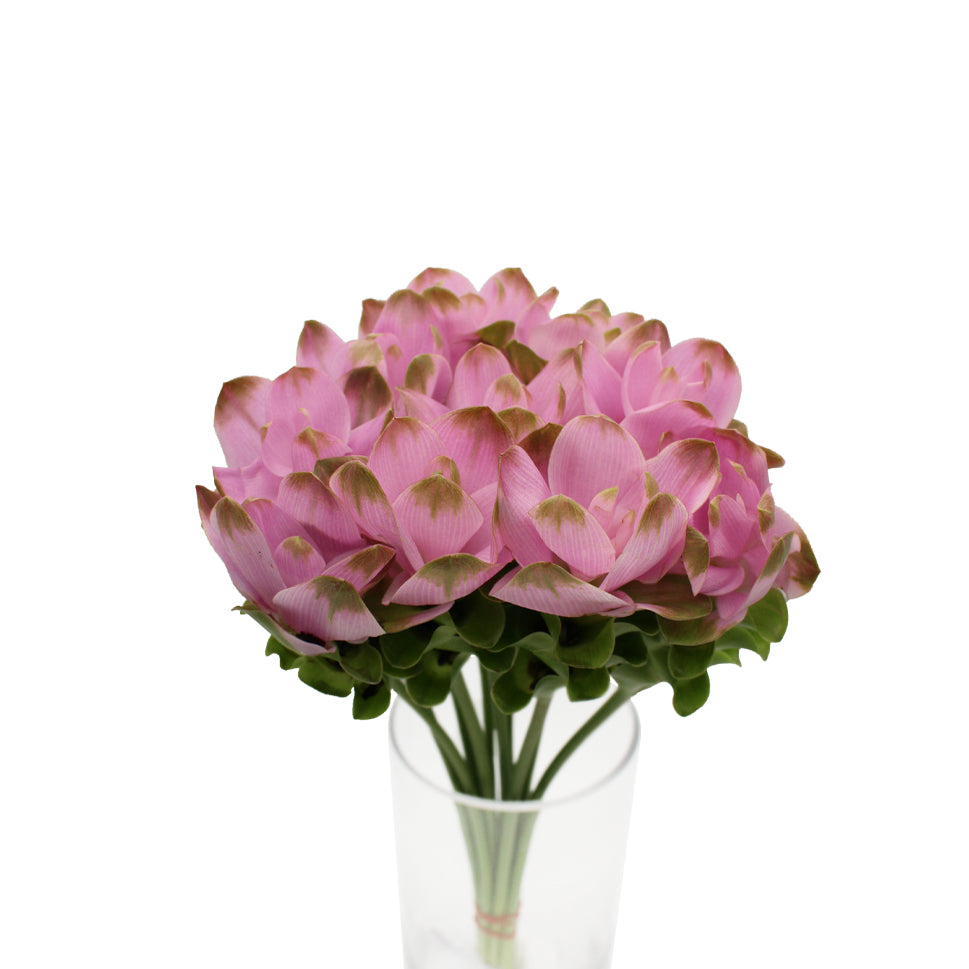 Curcuma - Thailand