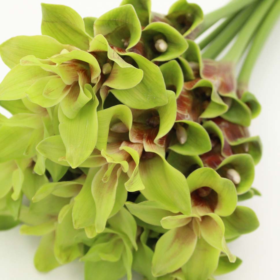 Curcuma - Thailand
