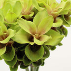 Curcuma - Thailand