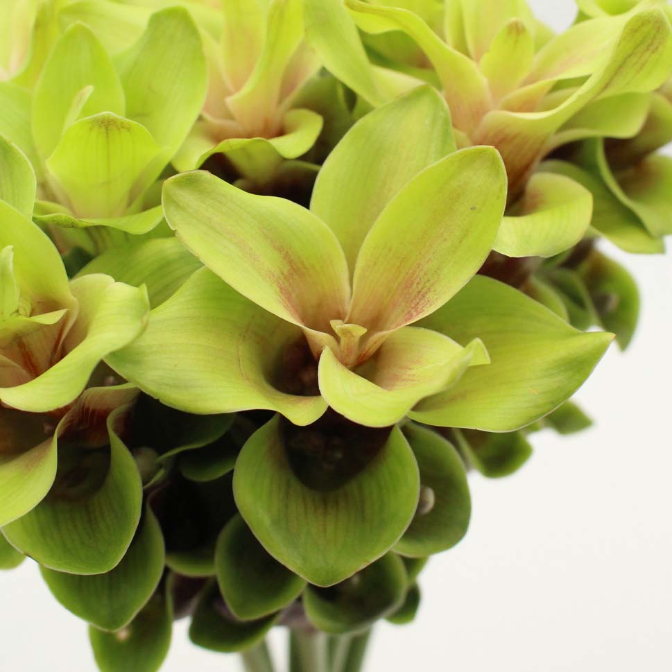 Curcuma - Thailand