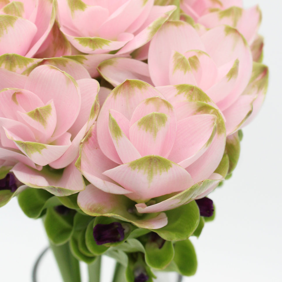 Curcuma - Thailand