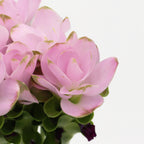 Curcuma - Thailand