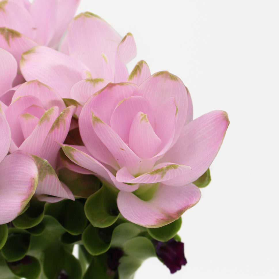 Curcuma - Thailand