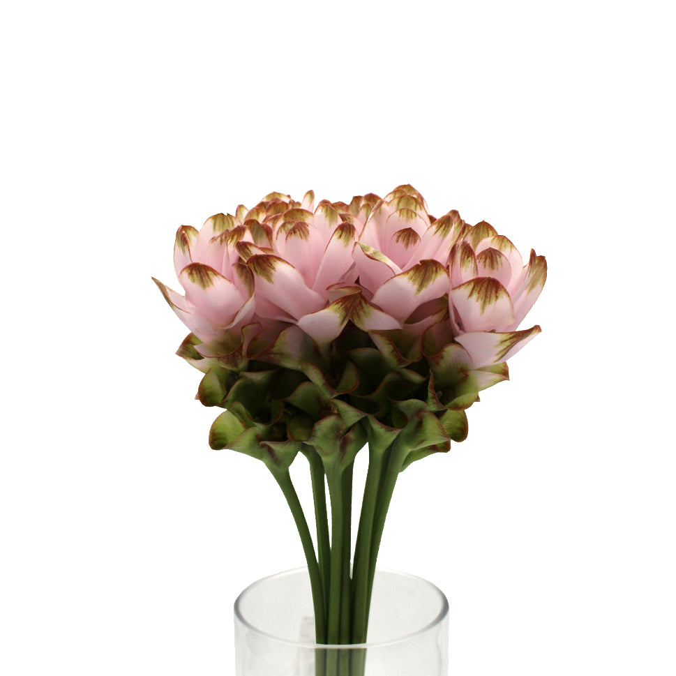 Curcuma - Thailand