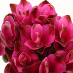 Curcuma - Thailand