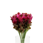 Curcuma - Thailand
