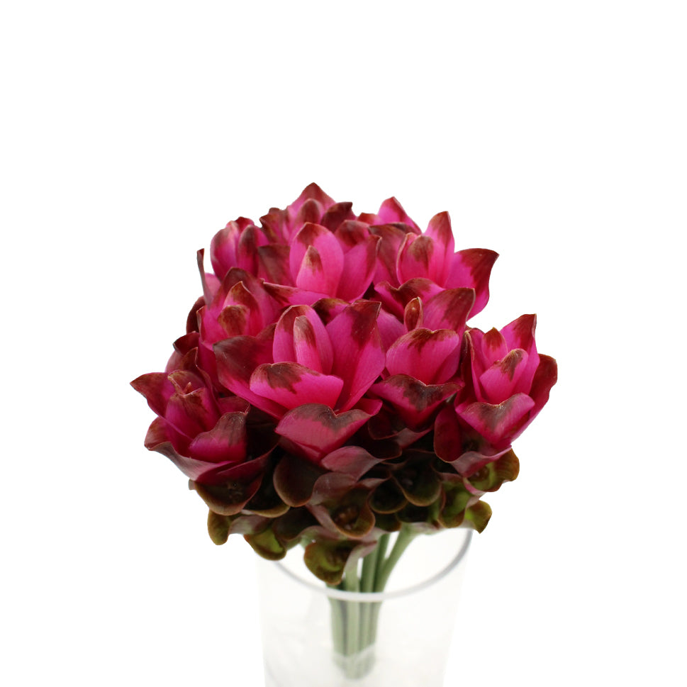 Curcuma - Thailand