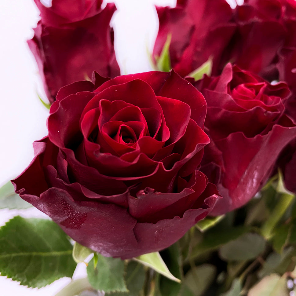 Rose Explorer Red 70CM - Kenya