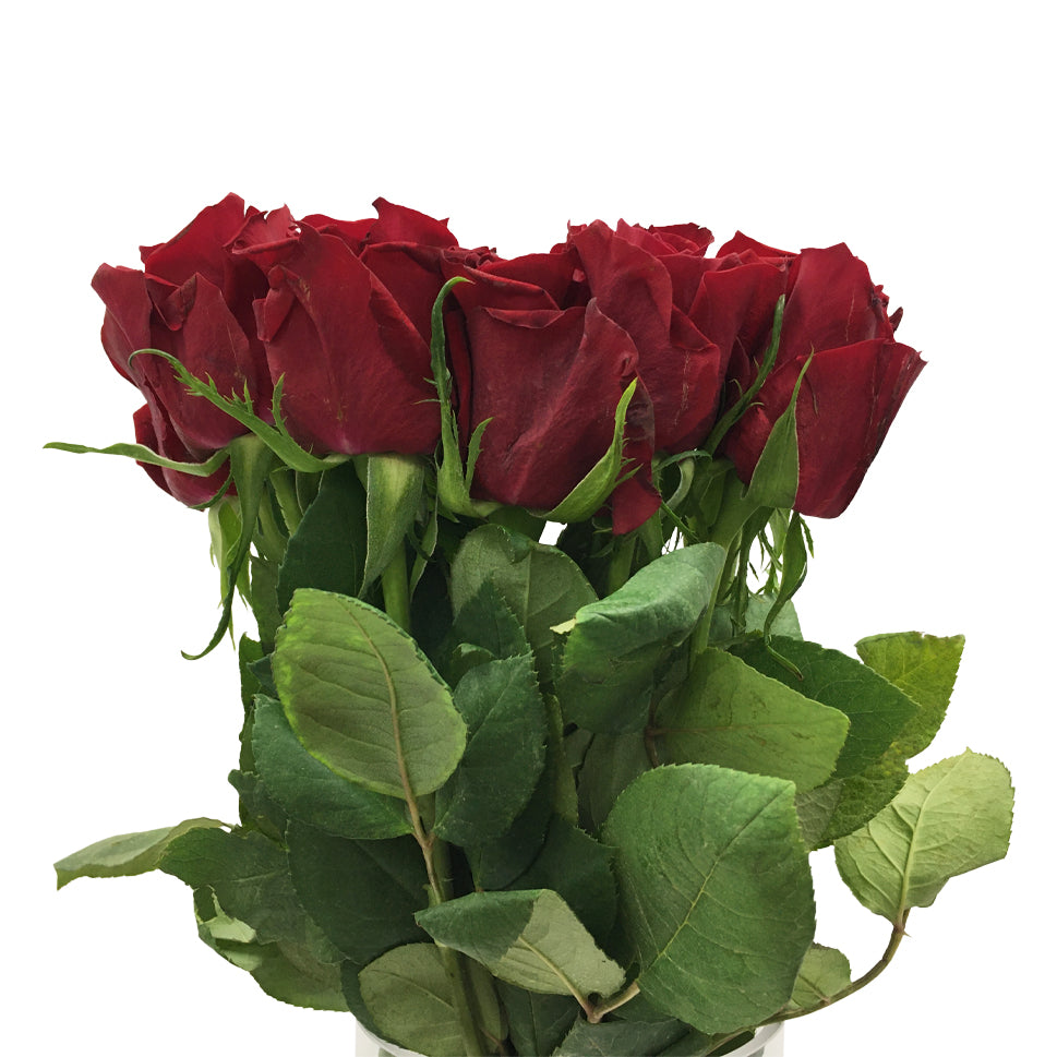 Rose Explorer Red 70CM - Kenya