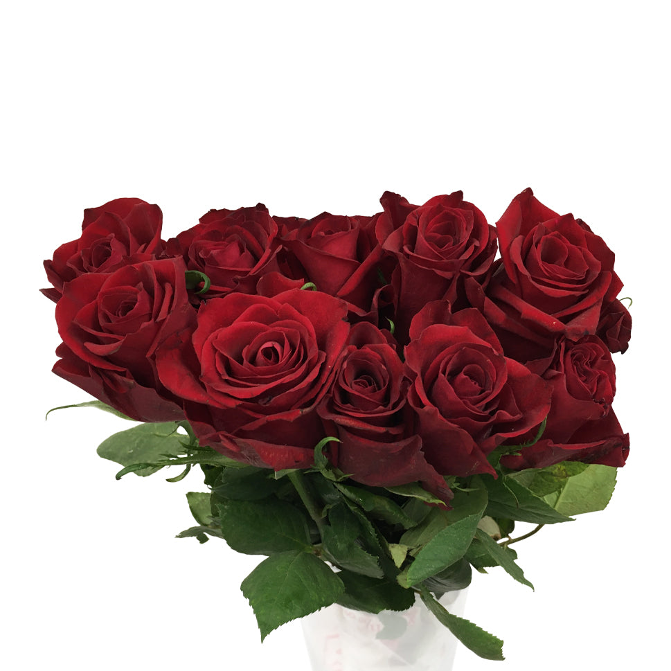 Rose Explorer Red 70CM - Kenya