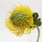 Leucospermum - South Africa